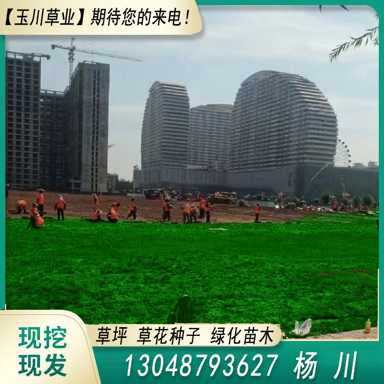蘭引三號草皮 足球運動場草卷 大量批量供應結縷蘭引三號草約3.88元,約3.86元,約3.66元